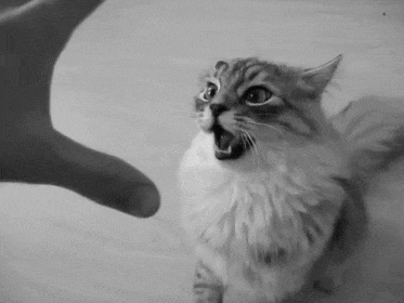 don't tease cats with your hand. black and white gif from tenor at befriendyourcat.com